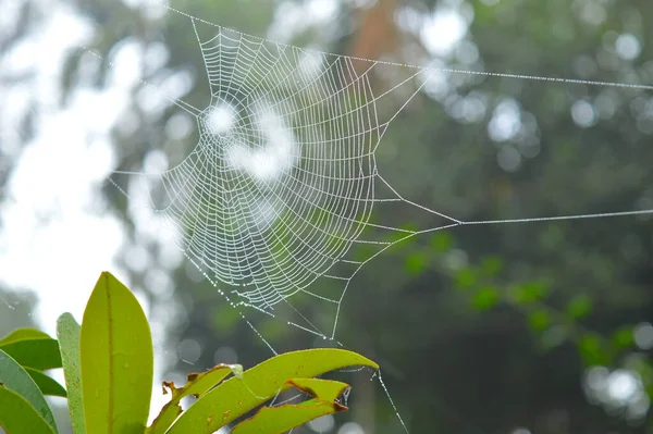 Telaraña Con Gotas Rocío Mañana Seda Araña Seca Forma Una — Foto de Stock