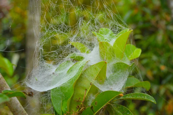 Павутинна Мережа Краплями Роси Вранці Сухий Павук Шовк Утворює Намистоподібну — стокове фото