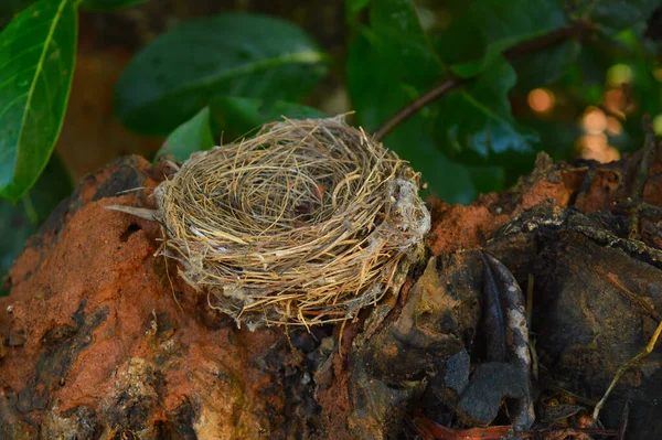 Pájaro Vacío Anida Una Rama Representa Simbólicamente Vida Crecimiento Salud — Foto de Stock