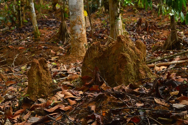Ormandaki bir Anthill 'in görüntüsü. Karınca yuvası, karıncaların tehlikeden kaçınmak için içine girdikleri üzerinde küçük bir delik olan Dünya 'daki küçük bir kum yığınına benzer, ama aslında bundan çok daha karmaşıktırlar. Aksine, karınca yuvasının kendisi oldukça küçük.