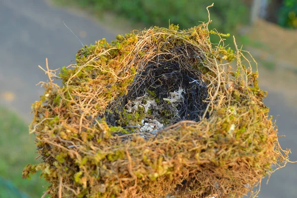 Empty Birds Nest Branch Symbolically Represents Life Growth Health Family — Stock Photo, Image
