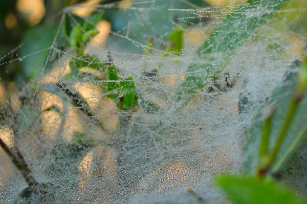 朝露が降るクモの巣 ドライスパイダーシルクはネックレスのような構造を形成します 2つの主な繊維は それぞれが小さくランダムに絡み合ったナノファイバーで構成される一連の個別の丸みを帯びた をサポートしています 水蒸気がこれらのPuに凝縮するとき — ストック写真