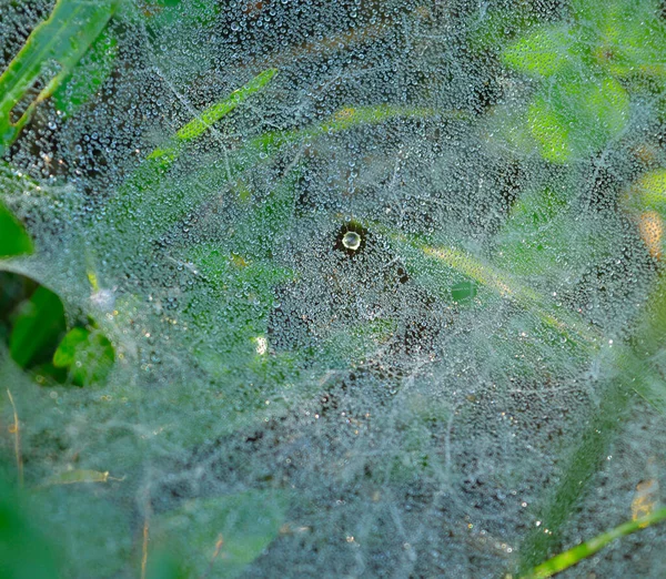 早上用露珠织成的蜘蛛网 干蜘蛛丝形成项链状的结构 两种主要纤维支撑着一系列相互独立的圆形 每一种都由微小的 随机交织在一起的纳米纤维组成 当水蒸气凝结在这些水坑上 — 图库照片