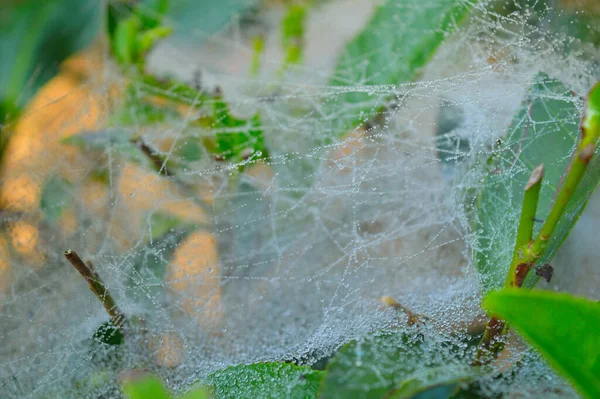 朝露が降るクモの巣 ドライスパイダーシルクはネックレスのような構造を形成します 2つの主な繊維は それぞれが小さくランダムに絡み合ったナノファイバーで構成される一連の個別の丸みを帯びた をサポートしています 水蒸気がこれらのPuに凝縮するとき — ストック写真