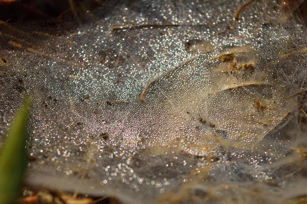 Spindelnät Med Daggdroppar Morgonen Torrspindelsilke Bildar Halsbandsliknande Struktur Två Huvudfibrer — Stockfoto