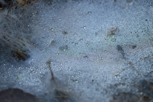 朝露が降るクモの巣 ドライスパイダーシルクはネックレスのような構造を形成します 2つの主な繊維は それぞれが小さくランダムに絡み合ったナノファイバーで構成される一連の個別の丸みを帯びた をサポートしています 水蒸気がこれらのPuに凝縮するとき — ストック写真