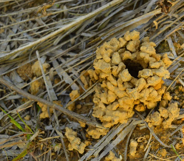 Imagem Mostra Uma Entrada Buraco Caranguejo Quando Colheita Arroz Termina — Fotografia de Stock