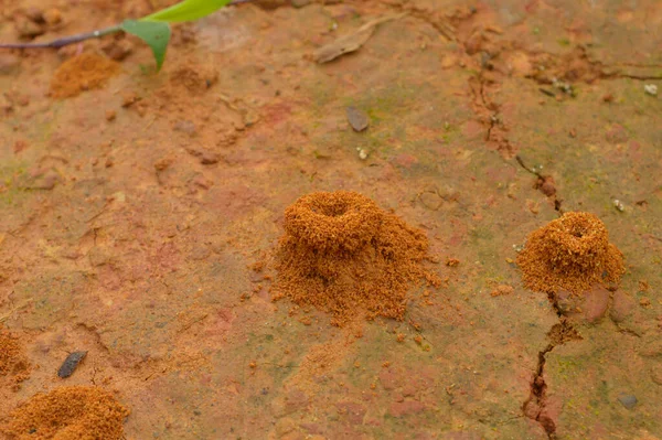 Imagen Hormiguero Bosque Hormiguero Parece Pequeño Montón Arena Tierra Con — Foto de Stock