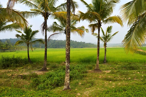 Uma Plantação Coco Kerala Com Grande Plantação Arroz Segundo Plano — Fotografia de Stock