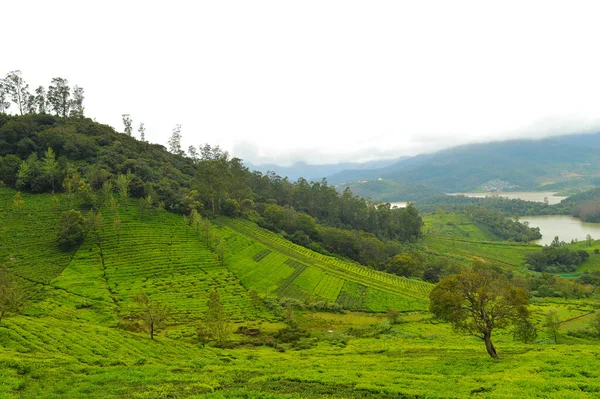 Krásné Zelené Údolí Smaragdovým Jezerem Horami Nilgiris Viditelné Dálce Údolí — Stock fotografie