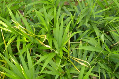 Kızıl bitkilerin resmi. Zencefil (Zingiber officinale), turunç, zencefil kökü veya zencefil kökü yaygın olarak baharat ve halk ilacı olarak kullanılan bir çiçek bitkisidir. Ticari olarak ihraç edilen en popüler zencefil türlerinden biri olan kuru zencefil, dryi 'den geçmelidir.