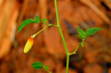 Bitki üzerindeki olgun kırmızı biberlerin görüntüsü sabah çiğ tanesinde hasat için hazır. Bu resim keralanın ghandhari çeşitliliğini gösteriyor.
