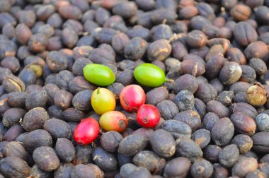 Hasat edilmiş kahve dutları görüntüsü. Kahve fabrikasının çiğ meyvesini bitmiş kahveye çevirme süreci. Kahveli kiraz, çekirdek ya da fasulyeyi kurutan meyve ya da hamuru kaldırır. Bu arada tüm yeşil kahve...