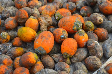 Areca fındığı areca palmiyesinin tohumudur. Genellikle betel fındığı olarak adlandırılır. Areca fındığı gerçek bir fındık değil, meyve olarak sınıflandırılmış bir meyve tohumu. Ticari olarak kurumuş, iyileşmiş ve taze formlarda satılıyor. Ne zaman kabuk