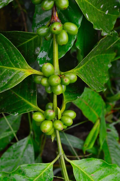 Een Koffieboon Een Zaad Van Coffea Plant Bron Voor Koffie — Stockfoto