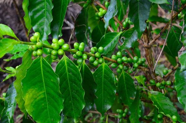 Een Koffieboon Een Zaad Van Coffea Plant Bron Voor Koffie — Stockfoto