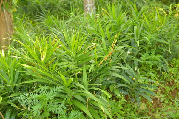 Bild Von Ingwerpflanzen Ingwer Zingiber Officinale Ist Eine Blühende Pflanze — Stockfoto
