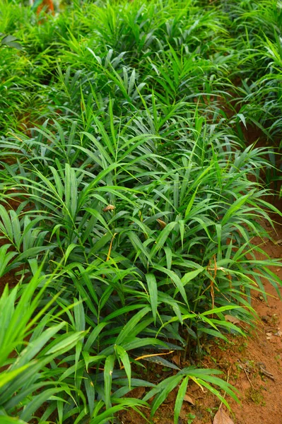 Imagen Plantas Jengibre Jengibre Zingiber Officinale Una Planta Con Flores — Foto de Stock