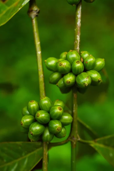 Een Koffieboon Een Zaad Van Coffea Plant Bron Voor Koffie — Stockfoto