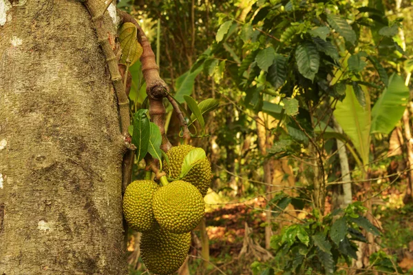 Árbol Gato Muy Adecuado Para Las Tierras Bajas Tropicales Cultiva —  Fotos de Stock