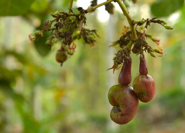 Aacardium Occidentale 사과를 생산하는 상록수이다 나무는 14M 수있지만 자라는 난쟁이 — 스톡 사진