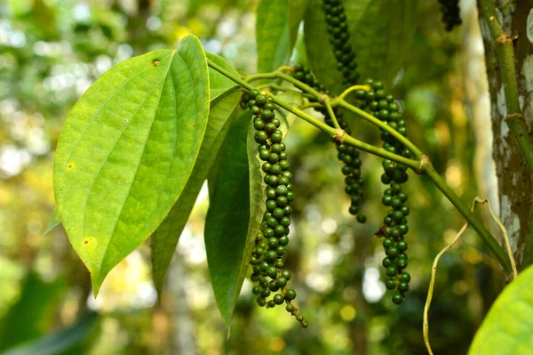 Zwarte Peper Bekend Als Een Peperkorrel Die Meestal Wordt Gedroogd — Stockfoto