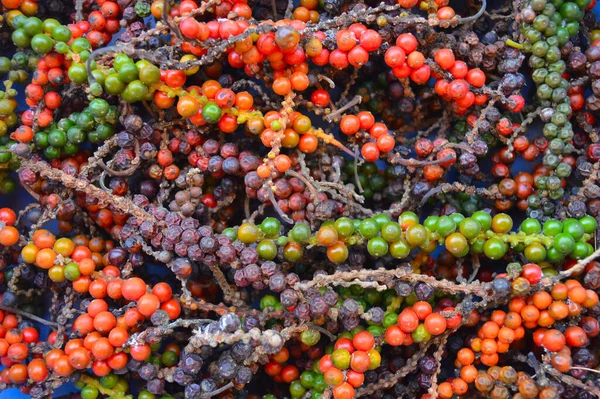 Karabiber olarak bilinen karabiber genellikle kurutulmuş ve baharat ve baharat olarak kullanılır. Taze ve tamamen olgunlaştığında, meyve yaklaşık 5 mm çapında ve koyu kırmızı renktedir, ve tüm çıkıntılar gibi tek bir tohum içerir. Karabiber ve karabiber.
