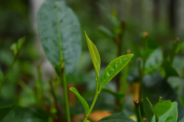 Çay Doğu Asya Özgü Taze Yeşil Bir Çalılık Olan Kamelya — Stok fotoğraf