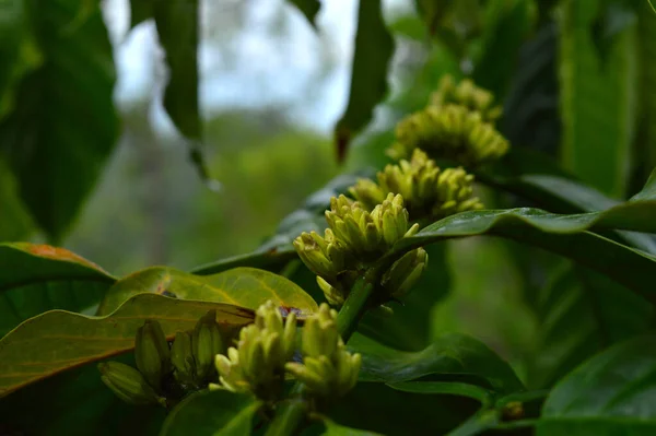 Coffea Arabica Επίσης Γνωστή Αραβικός Καφές Θάμνος Καφέ Της Αραβίας — Φωτογραφία Αρχείου