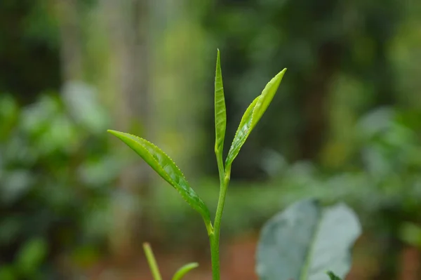 Tea Egy Aromás Ital Amelyet Általában Forró Vagy Forró Víz — Stock Fotó