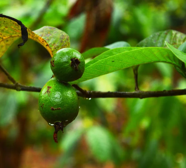 番石榴是一种常见的热带水果 在许多热带和亚热带地区种植 瓜瓦富含膳食纤维和维生素C 叶酸含量适中 每道菜的热量都很低 基本营养成分也很少 — 图库照片