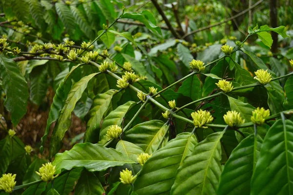 Coffea Arabica Επίσης Γνωστή Αραβικός Καφές Θάμνος Καφέ Της Αραβίας — Φωτογραφία Αρχείου