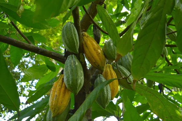 Fève Cacao Simplement Cacao Également Appelée Fève Cacao Cacao Est — Photo