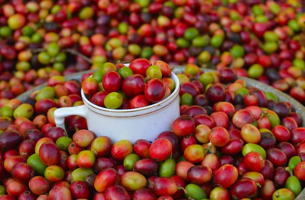 image of harvested coffee berries. the industrial process of converting the raw fruit of the coffee plant into the finished coffee. The coffee cherry has the fruit or pulp removed leaving the seed or bean which is then dried. While all green coffee i