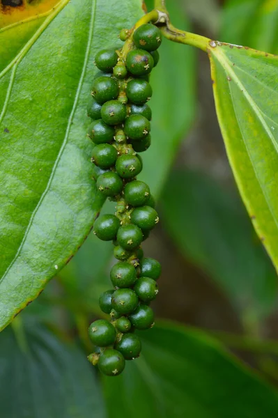 Pimenta Preta Conhecida Como Pimenta Pimenta Que Geralmente Seca Usada — Fotografia de Stock