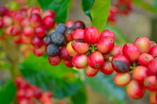 Een Koffieboon Een Zaad Van Coffea Plant Bron Voor Koffie — Stockfoto