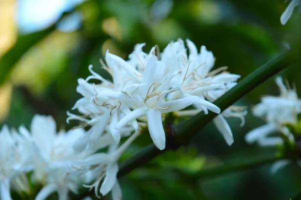 Tea 동아시아에 자생하는 상록수인 카멜리아 Camellia Sinensis 뜨거운 물이나 부어서 — 스톡 사진