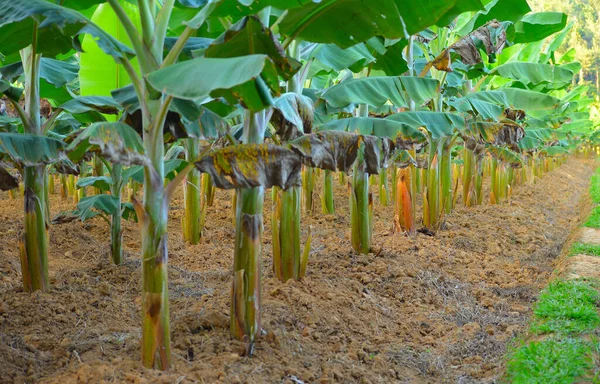 Különböző Éghajlati Viszonyok Között Banánnövények Különböző Sikerekkel Nőhetnek Kereskedelmi Banánültetvények — Stock Fotó