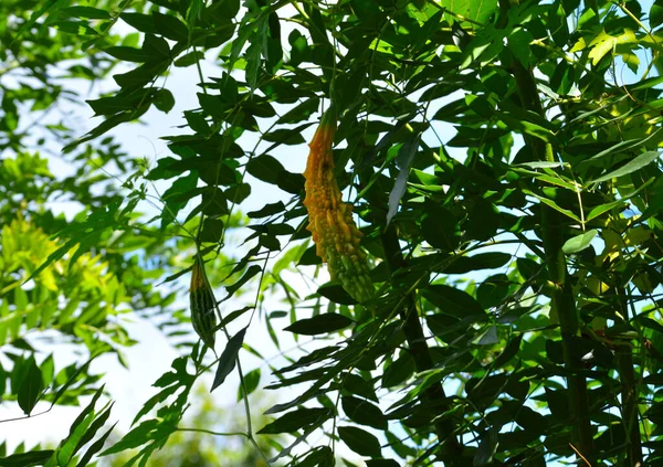 Momordica Charantia Κοινώς Πικρό Πεπόνι Πικρό Μήλο Πικρή Κολοκύθα Πικρή — Φωτογραφία Αρχείου