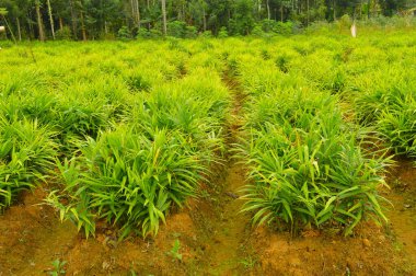 Kızıl bitkilerin resmi. Zencefil (Zingiber officinale), turunç, zencefil kökü veya zencefil kökü yaygın olarak baharat ve halk ilacı olarak kullanılan bir çiçek bitkisidir. Ticari olarak ihraç edilen en popüler zencefil türlerinden biri olan kuru zencefil, dryi 'den geçmelidir.