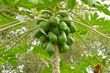 Papaya, genellikle gövdesinin üst kısmında sarmal olarak düzenlenmiş yapraklarla 5 ila 10 metre uzunluğunda tek bir gövdesi olan küçük, seyrek dallı bir ağaçtır. Olgunlaşmamış yeşil meyve pişirilebilir ama zehirli lateksten dolayı çiğ değil. 