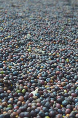 Hasat edilmiş kahve dutları görüntüsü. Kahve fabrikasının çiğ meyvesini bitmiş kahveye çevirme süreci. Kahveli kiraz, çekirdek ya da fasulyeyi kurutan meyve ya da hamuru kaldırır. Bu arada tüm yeşil kahve...