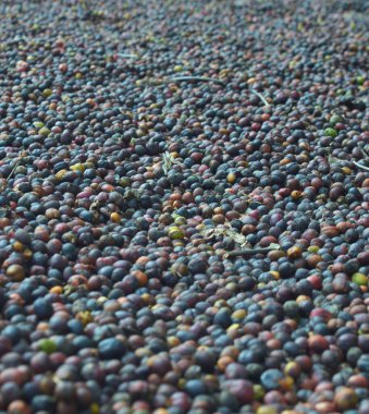 Hasat edilmiş kahve dutları görüntüsü. Kahve fabrikasının çiğ meyvesini bitmiş kahveye çevirme süreci. Kahveli kiraz, çekirdek ya da fasulyeyi kurutan meyve ya da hamuru kaldırır. Bu arada tüm yeşil kahve...