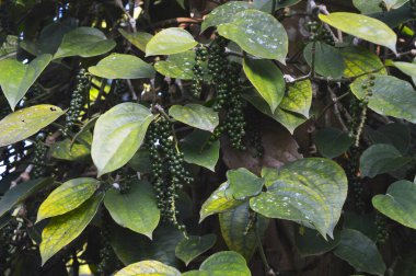 Karabiber olarak bilinen karabiber genellikle kurutulmuş ve baharat ve baharat olarak kullanılır. Taze ve tamamen olgunlaştığında, meyve yaklaşık 5 mm çapında ve koyu kırmızı renktedir, ve tüm çıkıntılar gibi tek bir tohum içerir. Karabiber ve karabiber.