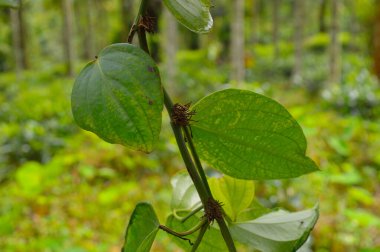 Karabiber olarak bilinen karabiber genellikle kurutulmuş ve baharat ve baharat olarak kullanılır. Taze ve tamamen olgunlaştığında, meyve yaklaşık 5 mm çapında ve koyu kırmızı renktedir, ve tüm çıkıntılar gibi tek bir tohum içerir. Karabiber ve karabiber.