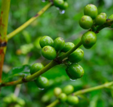Kahve çekirdeği, kahve bitkisinin tohumu ve kahve kaynağıdır. Genellikle kiraz olarak adlandırılan kırmızı veya mor meyvenin içindeki çukurdur. Sıradan kirazlar gibi, kahve meyvesi de bir çeşit taş meyvedir. Meyveler, kahve.