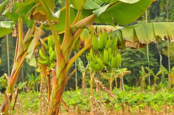 Las Plantas Plátano Pueden Crecer Con Diversos Grados Éxito Diversas — Foto de Stock
