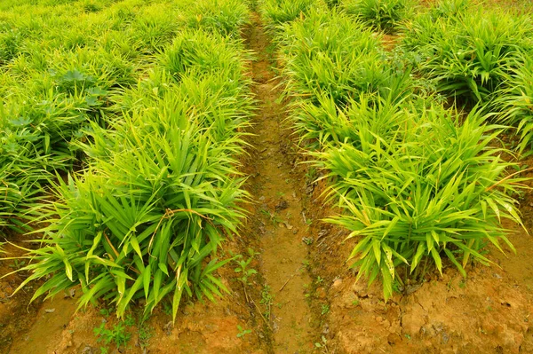 Image of ginger plants. Ginger (Zingiber officinale) is a flowering plant whose rhizome, ginger root or ginger, is widely used as a spice and a folk medicine.Dry ginger, one of the most popular forms of ginger commercially exported, must undergo dryi