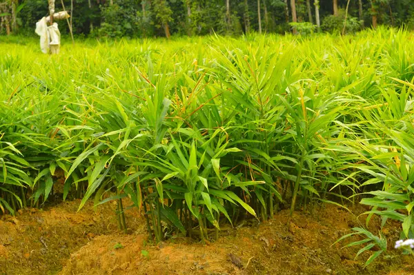 Image Plantes Gingembre Gingembre Zingiber Officinale Est Une Plante Fleurs — Photo