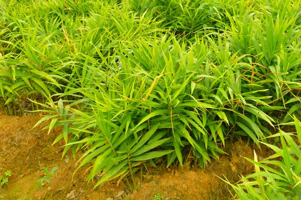 Image of ginger plants. Ginger (Zingiber officinale) is a flowering plant whose rhizome, ginger root or ginger, is widely used as a spice and a folk medicine.Dry ginger, one of the most popular forms of ginger commercially exported, must undergo dryi